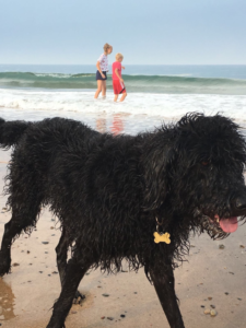 Molly at the beach