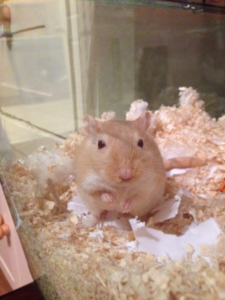 Rosie the Russian Dwarf hamster