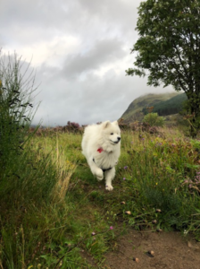 Samoyed Kalev at Arthur's Seat